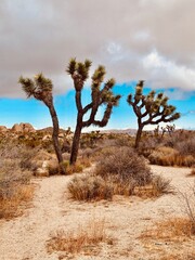 Obraz premium Joshua trees in Joshua tree National park with cloudy sky