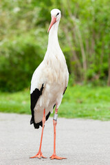 Big stork on two legs