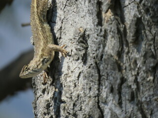 "spiny lizards basking and posing on tree trunks, on the ground, held by hand
"
