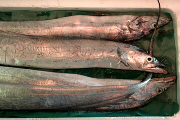 Ibaraki, Japan - March 5, 2022: Closeup of Hairtails or scabbard fishes or cutlass fishes at fish market
