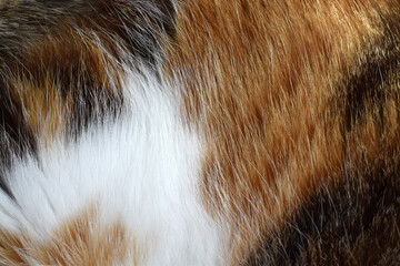 Cat fur texture background. Calico or tortoiseshell cat fur background.  Pet hair or coat texture. 
