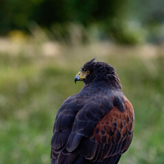 UK, Yorkshire, February 2020:Close up portrait of a Harris Hawk