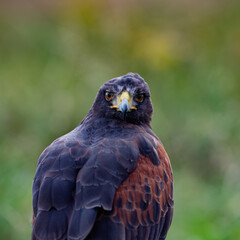 UK, Yorkshire, February 2020:Close up portrait of a Harris Hawk