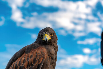 UK, Yorkshire, February 2020:Close up portrait of a Harris Hawk