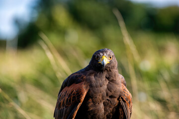 UK, Yorkshire, February 2020:Close up portrait of a Harris Hawk