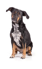 Portrait of a dog tri color nice