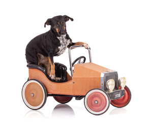Portrait of a dog tri color nice in a small vintage car