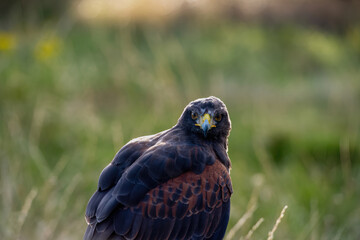 UK, Yorkshire, February 2020:Close up portrait of a Harris Hawk