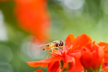 Beautiful macro photo of flower fly/hover fly