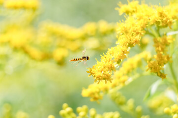 Beautiful macro photo of flower fly/hover fly flying toward yellow goldenrod flowers