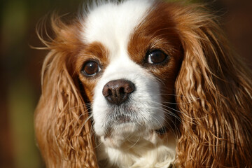 portrait of a healthy Cavalier King Charles Spaniel outdoor in warm colors