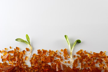 plantas que nacen en tierra de cristales