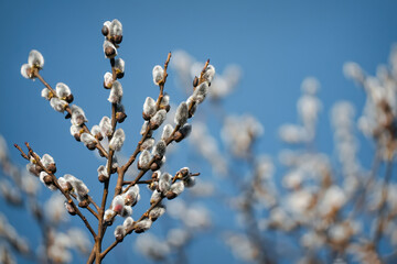 Pussy willow branches with catkins on blue sky background, springtime blooming