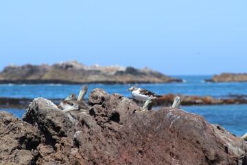 cigüeña