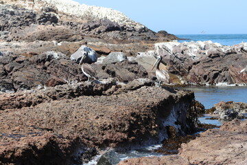 cigüeña
