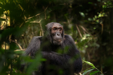Chimpanzee in the Kibale forest. Monkey in the Uganda. African safari. 