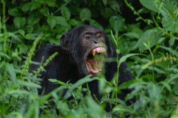Chimpanzee in the Kibale forest. Monkey in the Uganda. African safari. 