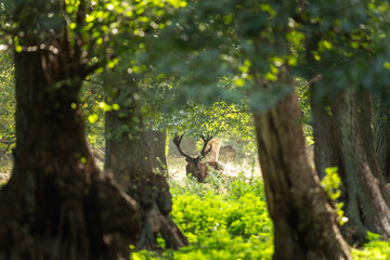 Red deer during rutting time. Male of deer with herd. Deers in the Denmark royal park. European wildlife. 