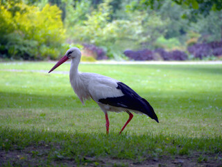 Storch