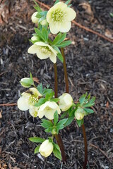 Closeup Helleborus Molly's White (Lenten Rose).