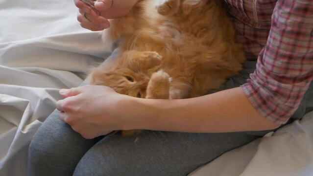 Woman is cutting ginger cat's claws with manicure scissors. Spa, health care procedure for fluffy pet. Tranquil domestic animal on woman's knees. Slow motion.