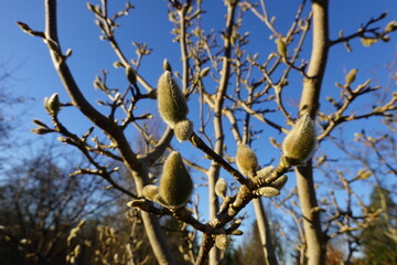 Star magnolia (Magnolia stellata) is one of the smallest magnolias, producing a showy cloud of white flowers in early spring.