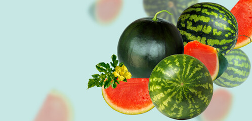Accidentally falling watermelons. Watermelons on a light blue background