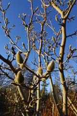 Magnolia stellata, sometimes called the star magnolia, is a slow-growing shrub or small tree native to Japan.