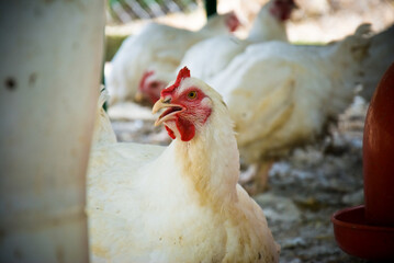 Gallo o gallina de corral