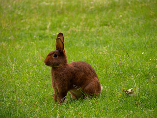Hase