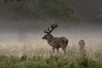 Red deer during rutting time. Male of deer with herd. Deers in the Denmark royal park. European wildlife. 