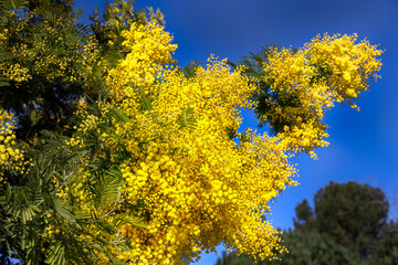 Yellow flowers of acacia dealbata on a sunny winter morning against a blue sky
