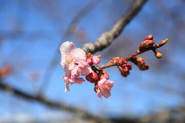 早咲きの桜