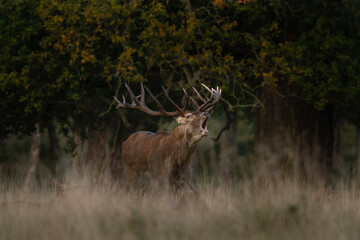 Red deer during rutting time. Male of deer with herd. Deers in the Denmark royal park. European wildlife. 