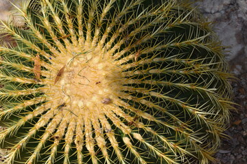 close up of cactus