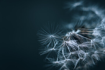 Macro of dandelion seed with blue gray dark moody background nature imagery