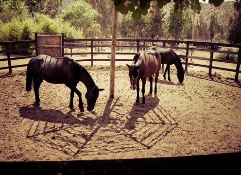 Yeguas madres, caballos chileno en un potrero