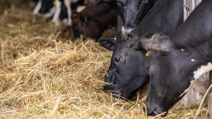 Cows on Farm , cows on a milk farm , The Cows