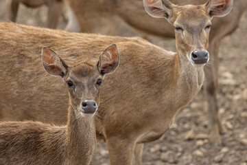Close-up image of group of deer on deer park