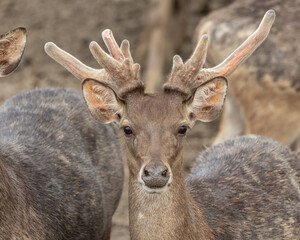 Close-up image of group of deer on deer park