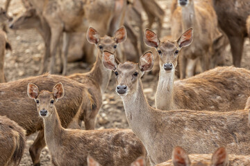 Naklejka na ściany i meble Close-up image of group of deer on deer park