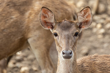 Close-up image of group of deer on deer park