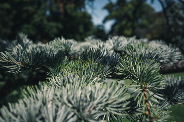 Pine tree