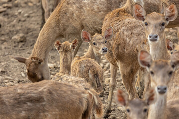 Close-up image of group of deer on deer park