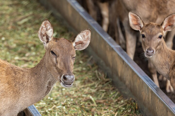 Close-up image of group of deer eating grass
