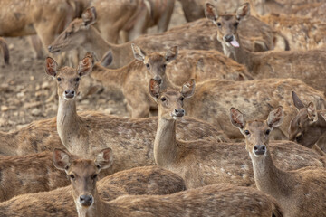 Close-up image of group of deer on deer park