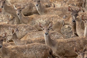Naklejka na ściany i meble Close-up image of group of deer on deer park