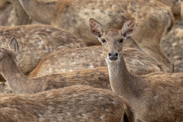 Close-up image of group of deer on deer park