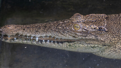 Close-up of alligator's on a big pond