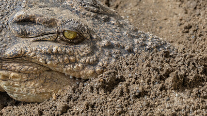 Obraz premium Close-up of alligator's eye. Close-up of a live alligator's eye.